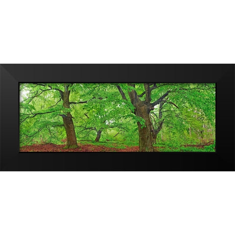 European beech, Kellerwald, Germany Black Modern Wood Framed Art Print by Krahmer, Frank