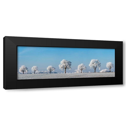 Alley tree with frost, Bavaria, Germany Black Modern Wood Framed Art Print with Double Matting by Krahmer, Frank