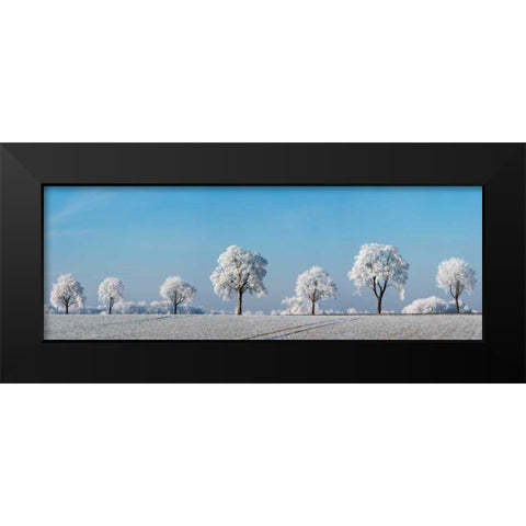 Alley tree with frost, Bavaria, Germany Black Modern Wood Framed Art Print by Krahmer, Frank