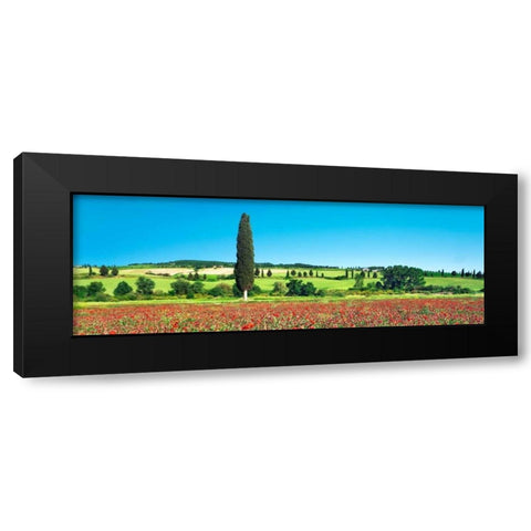 Cypress in poppy field, Tuscany, Italy Black Modern Wood Framed Art Print with Double Matting by Krahmer, Frank