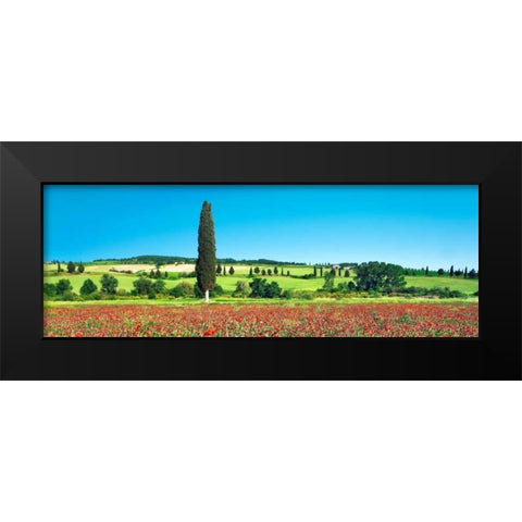 Cypress in poppy field, Tuscany, Italy Black Modern Wood Framed Art Print by Krahmer, Frank