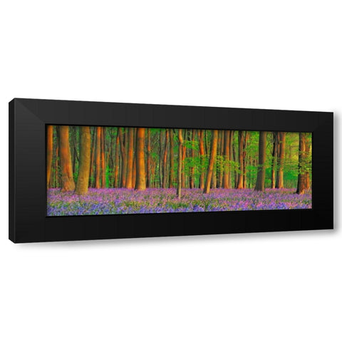 Beech forest with bluebells, Hampshire, England Black Modern Wood Framed Art Print with Double Matting by Krahmer, Frank