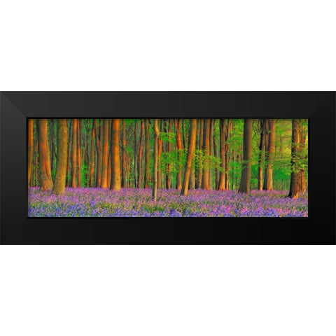 Beech forest with bluebells, Hampshire, England Black Modern Wood Framed Art Print by Krahmer, Frank