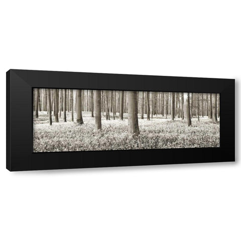 Beech forest with bluebells, Belgium Black Modern Wood Framed Art Print by Krahmer, Frank