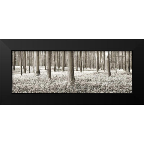 Beech forest with bluebells, Belgium Black Modern Wood Framed Art Print by Krahmer, Frank