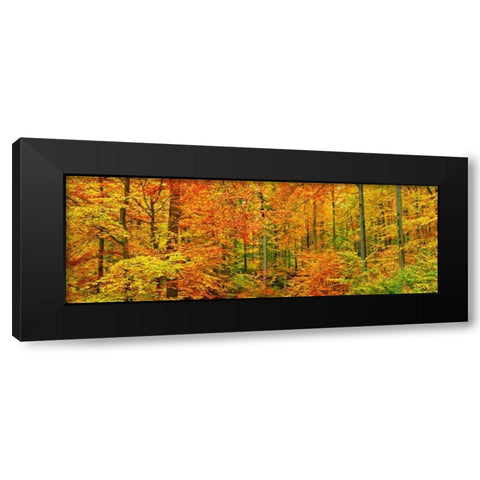 Beech forest in autumn, Kassel, Germany Black Modern Wood Framed Art Print by Krahmer, Frank