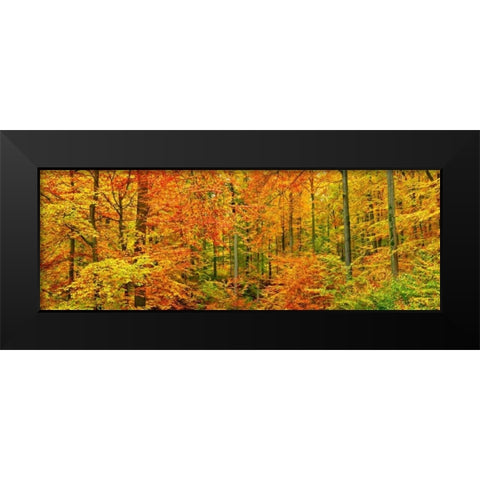 Beech forest in autumn, Kassel, Germany Black Modern Wood Framed Art Print by Krahmer, Frank