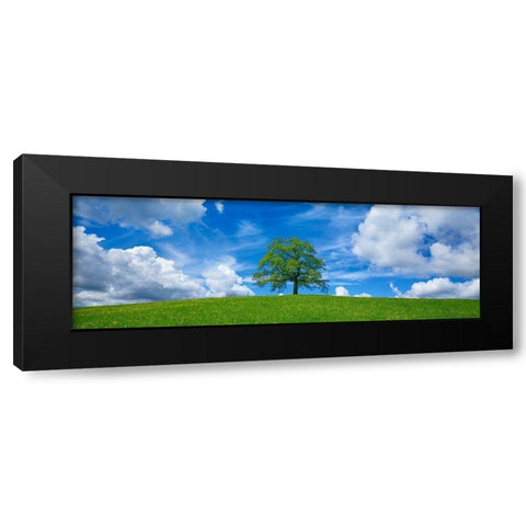 Oak and clouds, Bavaria, Germany Black Modern Wood Framed Art Print with Double Matting by Frank, Krahmer
