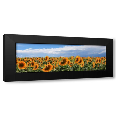 Girasoli in Val DOrcia Black Modern Wood Framed Art Print with Double Matting by Fulvio, Ferrua