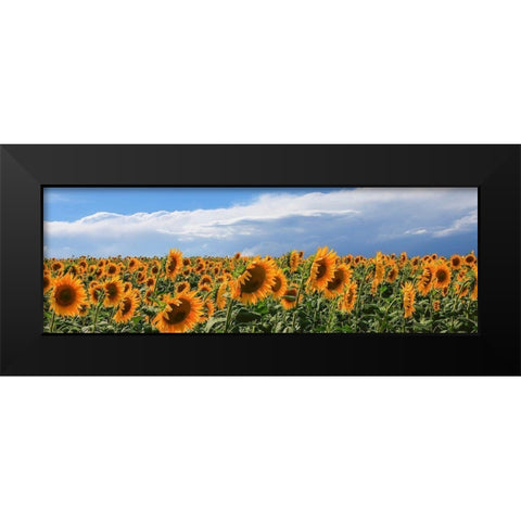 Girasoli in Val DOrcia Black Modern Wood Framed Art Print by Fulvio, Ferrua