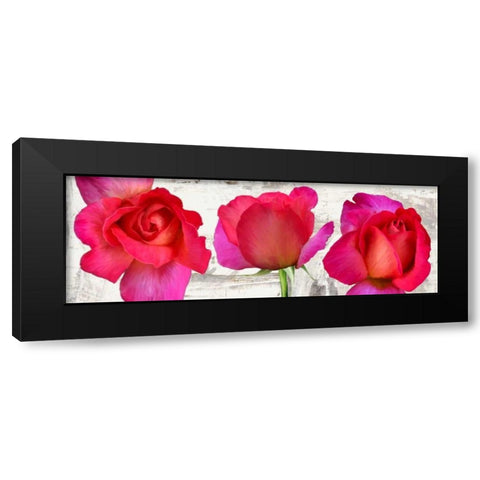 Spring Roses Black Modern Wood Framed Art Print by Thomlinson, Jenny