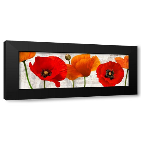 Summer Poppies Black Modern Wood Framed Art Print with Double Matting by Thomlinson, Jenny