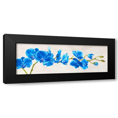 Blue Orchid Black Modern Wood Framed Art Print with Double Matting by Mills, Shin
