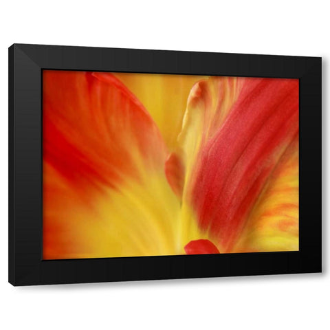 Tulipa Black Modern Wood Framed Art Print by Michal, Susan