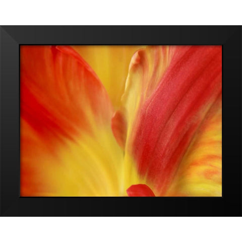 Tulipa Black Modern Wood Framed Art Print by Michal, Susan