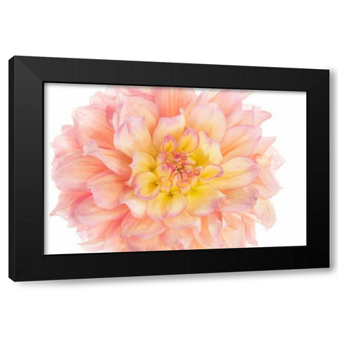 Coral Dahlia Black Modern Wood Framed Art Print by Michal, Susan