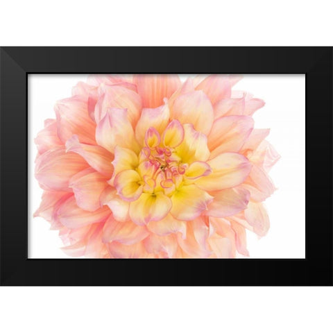 Coral Dahlia Black Modern Wood Framed Art Print by Michal, Susan