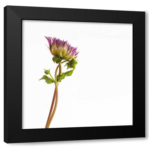 Vera Dahlia  Black Modern Wood Framed Art Print with Double Matting by Michal, Susan