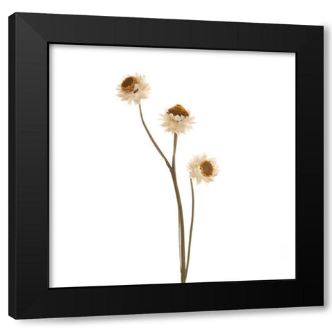 Strawflower  Black Modern Wood Framed Art Print by Michal, Susan