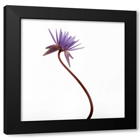 Water Lily  Black Modern Wood Framed Art Print with Double Matting by Michal, Susan