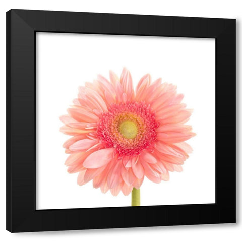 Gerbera Daisy  Black Modern Wood Framed Art Print by Michal, Susan