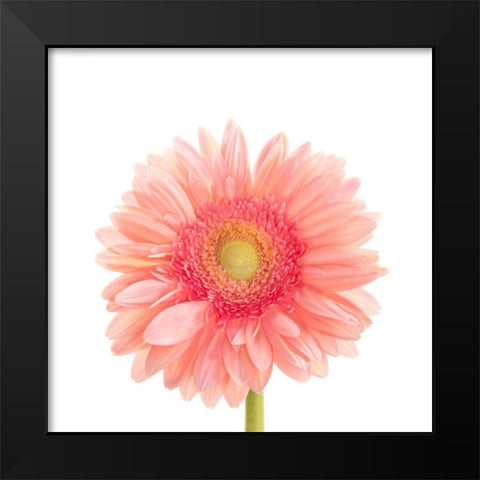 Gerbera Daisy  Black Modern Wood Framed Art Print by Michal, Susan