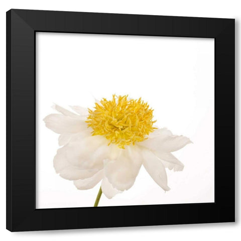 Gold Standard Peony  Black Modern Wood Framed Art Print by Michal, Susan