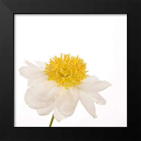Gold Standard Peony  Black Modern Wood Framed Art Print by Michal, Susan