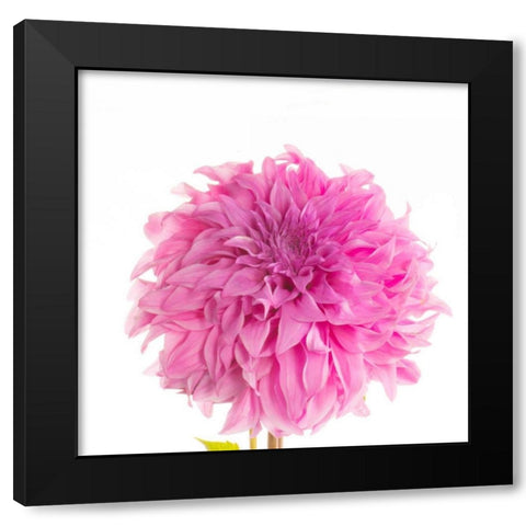 Swan Island Dahlia  Black Modern Wood Framed Art Print by Michal, Susan