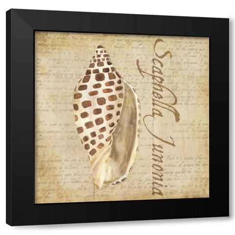 Oceanum Shells Beige II Black Modern Wood Framed Art Print with Double Matting by Reed, Tara