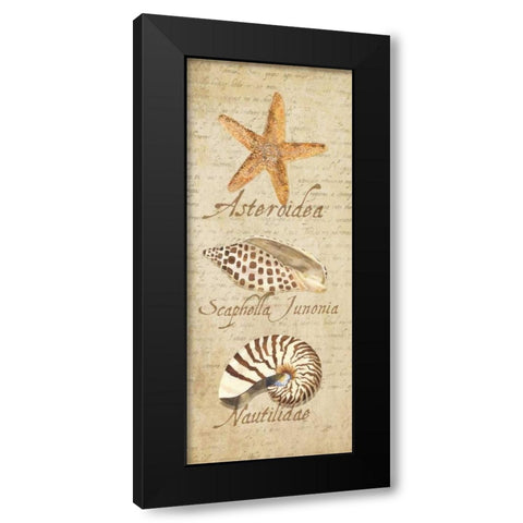 Oceanum Shell Panel Beige II Black Modern Wood Framed Art Print by Reed, Tara