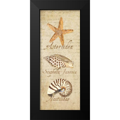 Oceanum Shell Panel Beige II Black Modern Wood Framed Art Print by Reed, Tara