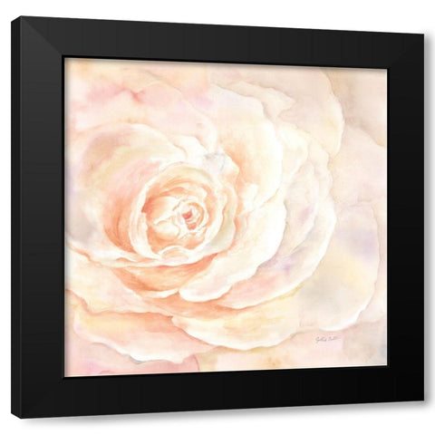 Blush Rose Closeup I Black Modern Wood Framed Art Print by Coulter, Cynthia