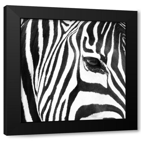 Zebra Up Close Black Modern Wood Framed Art Print by Michal, Susan