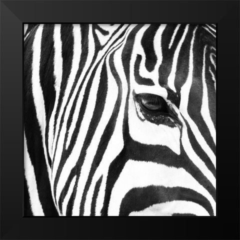 Zebra Up Close Black Modern Wood Framed Art Print by Michal, Susan