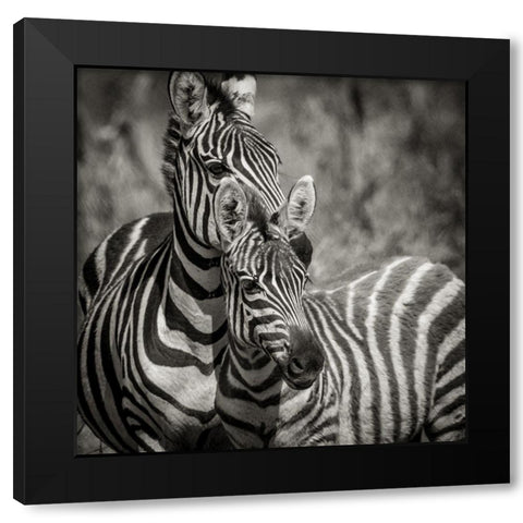 Zebra Pair Black Modern Wood Framed Art Print by Michal, Susan
