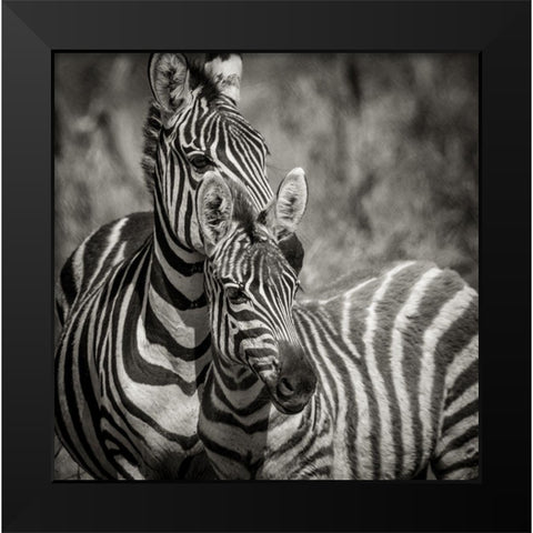 Zebra Pair Black Modern Wood Framed Art Print by Michal, Susan