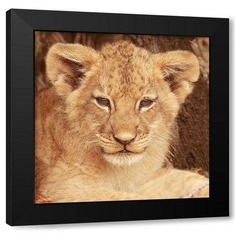 Lion Cub Black Modern Wood Framed Art Print by Michal, Susan