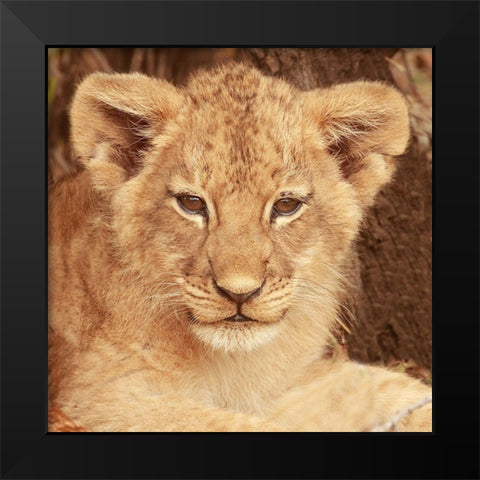 Lion Cub Black Modern Wood Framed Art Print by Michal, Susan