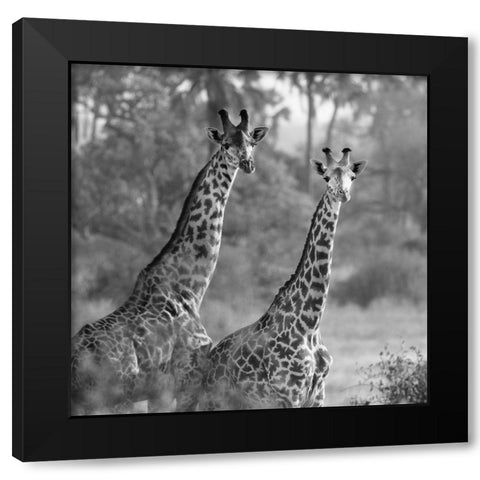 A Pair of Giraffes Black Modern Wood Framed Art Print by Michal, Susan