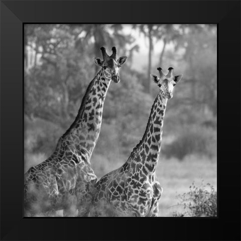 A Pair of Giraffes Black Modern Wood Framed Art Print by Michal, Susan