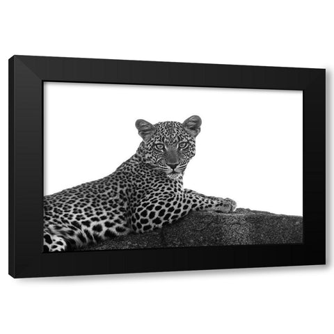 Leopard in Black and White Black Modern Wood Framed Art Print by Michal, Susan