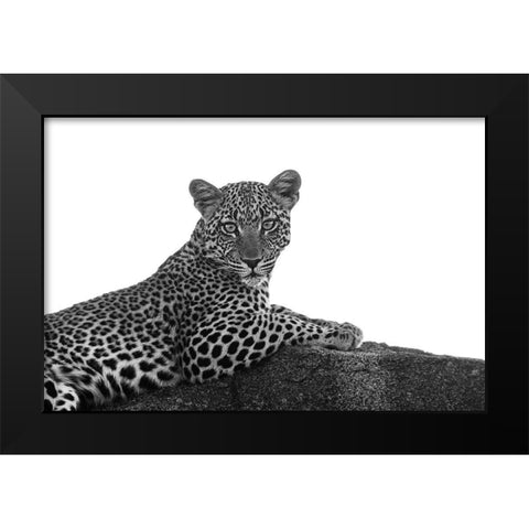 Leopard in Black and White Black Modern Wood Framed Art Print by Michal, Susan