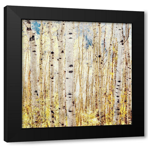 Birch Grove Black Modern Wood Framed Art Print by Tyrrell, Lu Anne