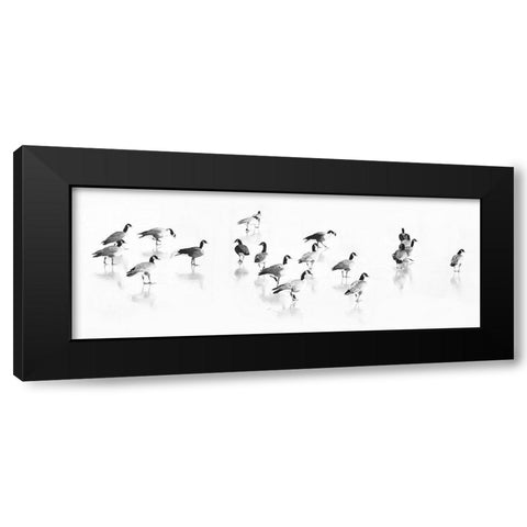 Flock of Canada Geese Black Modern Wood Framed Art Print by Tyrrell, LuAnne