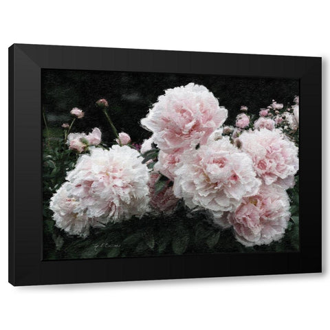Peony  Poetry I Black Modern Wood Framed Art Print by Cusson, Marie Elaine