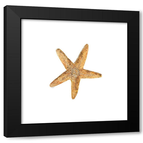 Oceanum Shells white VI-Sea Star Black Modern Wood Framed Art Print by Reed, Tara