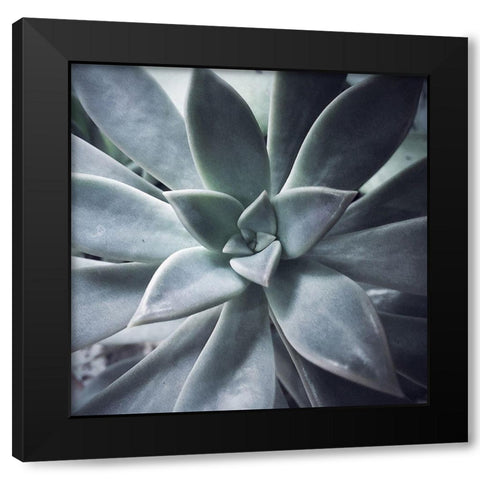 A Succulent  Life Black Modern Wood Framed Art Print by Manelis, Jessica