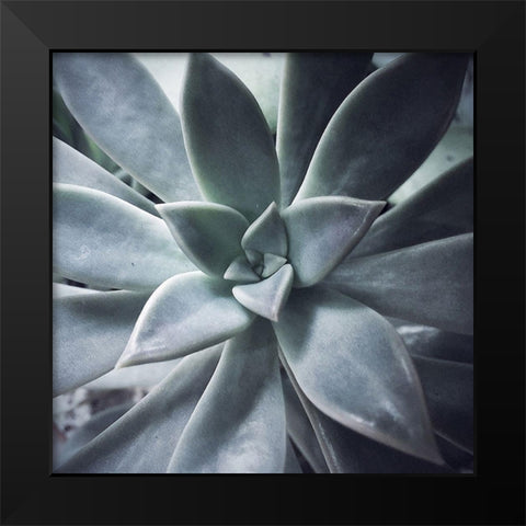 A Succulent  Life Black Modern Wood Framed Art Print by Manelis, Jessica