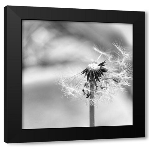 Blown  Away Black Modern Wood Framed Art Print by Manelis, Jessica